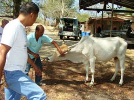 ગુજરાતના ૫૦ લાખ પશુઓને પશુ રસીકરણ કાર્યક્રમ હેઠળ આવરી લેવાશે