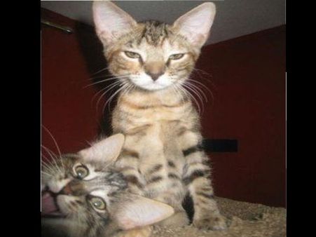 શું થાય જ્યારે ફોટો પડાવતી વખતે કોઇ વચ્ચે આવી જાય?