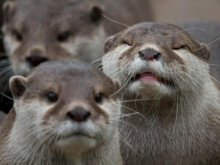 શું થાય જ્યારે ફોટો પડાવતી વખતે કોઇ વચ્ચે આવી જાય?