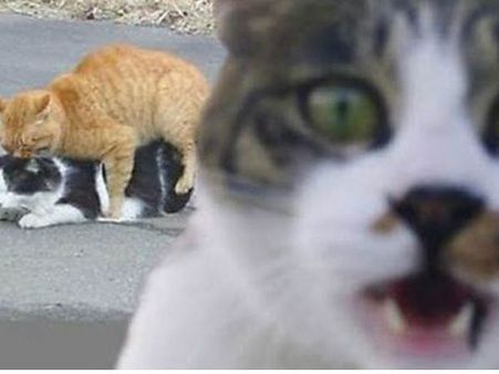 શું થાય જ્યારે ફોટો પડાવતી વખતે કોઇ વચ્ચે આવી જાય?