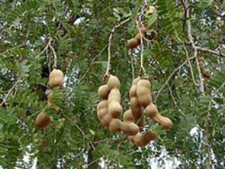 એવું વૃક્ષ જેની નીચે બેસતાં જ જીત જશો ચૂંટણી