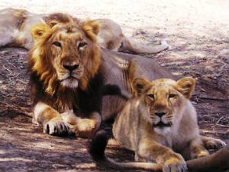 સિંહના સ્થાનાંતરણ મુદ્દે સાસણના સ્થાનિકો અરજી કરશે