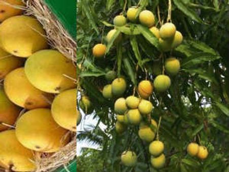 વલસાડી હાફૂસનું ઉત્પાદન ખેડૂતો બંધ કરી શકે છે