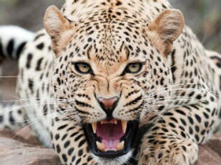 દીપડાઓને ટ્રેક કરવા માટે વન વિભાગ માઇક્રો ચિપ ટેકનોલોજીનો ઉપયોગ કરશે