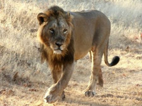 ગુજરાત આવનાર પર્યટકોને હવે અમરેલીમાં પણ જોવા મળશે એશિયાઇ સિંહ