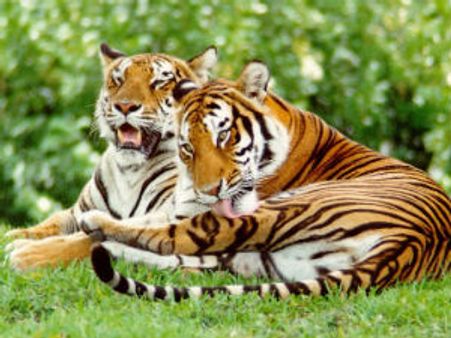 કેરળમાં વાઘોની સંખ્યા થઇ 100