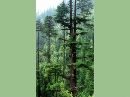 રોમેન્સ કરવા માટેનું પરફેક્ટ રોમેન્ટિક સ્થળ મનાલી 