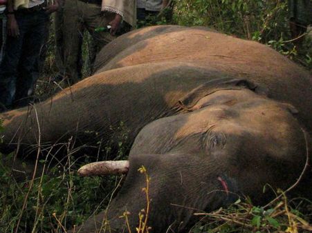 આફ્રિકામાં હાથીઓની નિર્દયતાપૂર્વક હત્યા, પાર્ક ફેરવાયુ કબરસ્તાનમાં