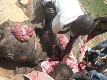 આફ્રિકામાં હાથીઓની નિર્દયતાપૂર્વક હત્યા, પાર્ક ફેરવાયુ કબરસ્તાનમાં