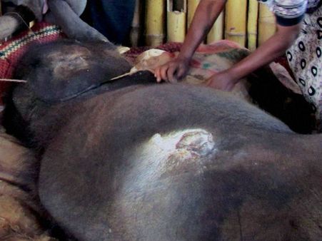 આફ્રિકામાં હાથીઓની નિર્દયતાપૂર્વક હત્યા, પાર્ક ફેરવાયુ કબરસ્તાનમાં