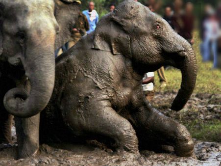 આફ્રિકામાં હાથીઓની નિર્દયતાપૂર્વક હત્યા, પાર્ક ફેરવાયુ કબરસ્તાનમાં