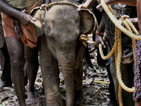 આફ્રિકામાં હાથીઓની નિર્દયતાપૂર્વક હત્યા, પાર્ક ફેરવાયુ કબરસ્તાનમાં