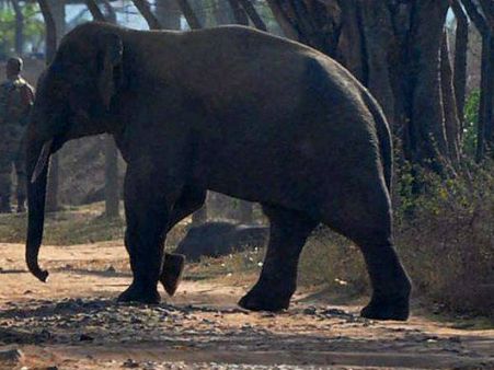 આફ્રિકામાં હાથીઓની નિર્દયતાપૂર્વક હત્યા, પાર્ક ફેરવાયુ કબરસ્તાનમાં