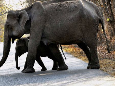 આફ્રિકામાં હાથીઓની નિર્દયતાપૂર્વક હત્યા, પાર્ક ફેરવાયુ કબરસ્તાનમાં
