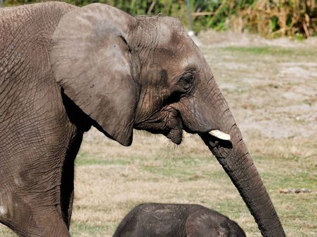 આફ્રિકામાં હાથીઓની નિર્દયતાપૂર્વક હત્યા, પાર્ક ફેરવાયુ કબરસ્તાનમાં