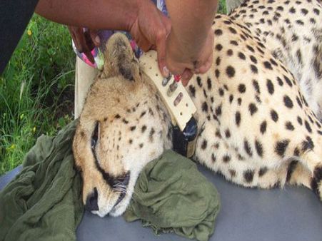 ચિત્તા કરતા પણ ફાસ્ટ દોડે છે આ રોબોટ