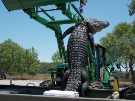  14 ફૂટ લાંબો વિશાળકાય મગર