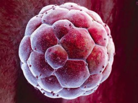 માનવ ક્લોનિંગની દિશામાં એક મોટી સફળતા