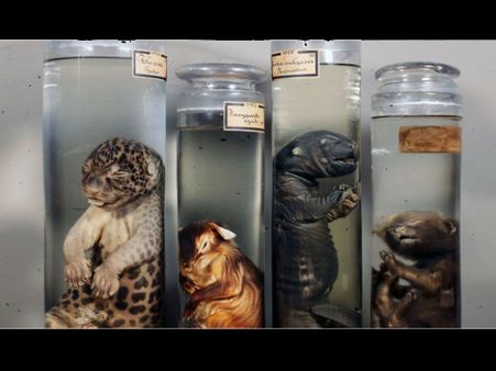 વિશ્વના 10 અદભુત મેડિકલ મ્યુઝિયમ્સ