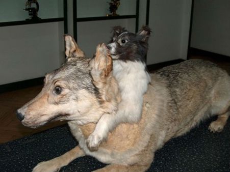 વિશ્વના 10 અદભુત મેડિકલ મ્યુઝિયમ્સ