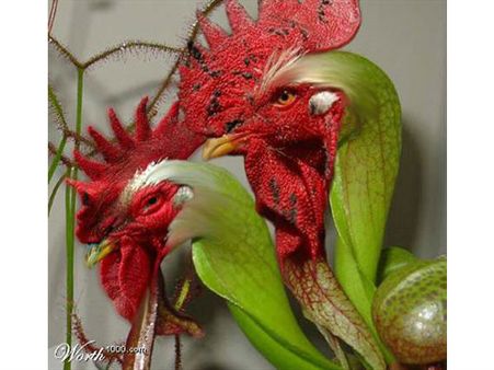 જૂઓ ફોટોશોપ એડિટિંગ ટૂલની કમાલ અને ધમાલ