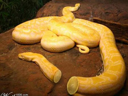 જૂઓ ફોટોશોપ એડિટિંગ ટૂલની કમાલ અને ધમાલ