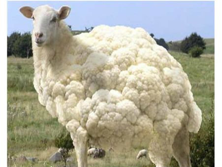 જૂઓ ફોટોશોપ એડિટિંગ ટૂલની કમાલ અને ધમાલ