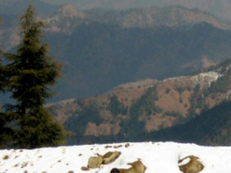 સિમલાની શાન, બરફની ચાદર ઓઢેલું કુફરી