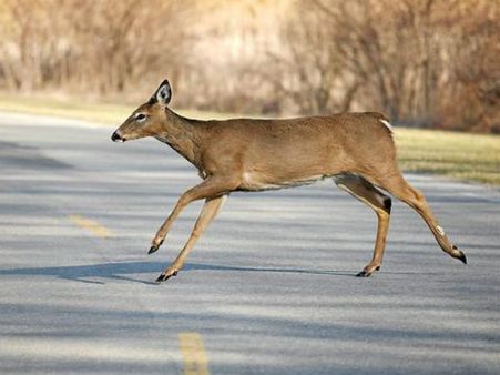 રસ્તા પર કેવી રીતે મરે છે હરણ રસ્તા પર કેવી રીતે મરે છે હરણ