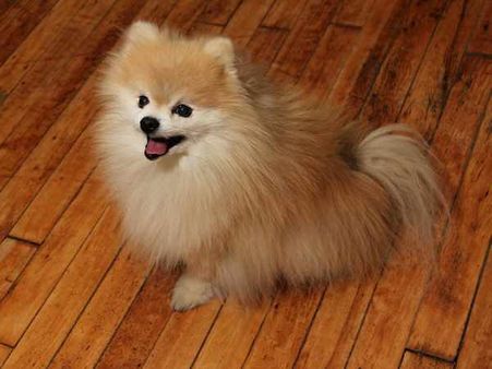 યાહુએ શા માટે ટમ્બલરને ખરીદ્યુ 1.1 અરબ ડોલરમાં?