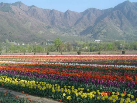 શ્રીનગરનું ઘરેણું અને કાશ્મિરનું મુગટ છે આ ઝીલ શ્રીનગરનું ઘરેણું અને કાશ્મિરનું મુગટ છે આ ઝીલ