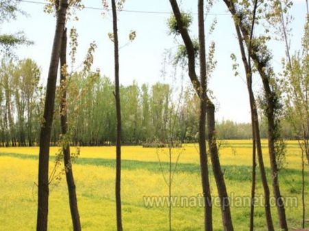 શ્રીનગરનું ઘરેણું અને કાશ્મિરનું મુગટ છે આ ઝીલ શ્રીનગરનું ઘરેણું અને કાશ્મિરનું મુગટ છે આ ઝીલ