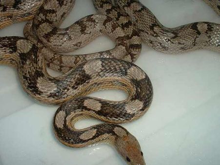 ચારેતરફ સાંપ જોવા