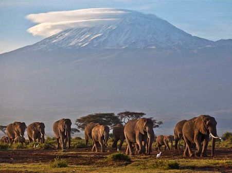  હાથી અંગેની રસપ્રદ વાતો