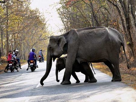  હાથી અંગેની રસપ્રદ વાતો