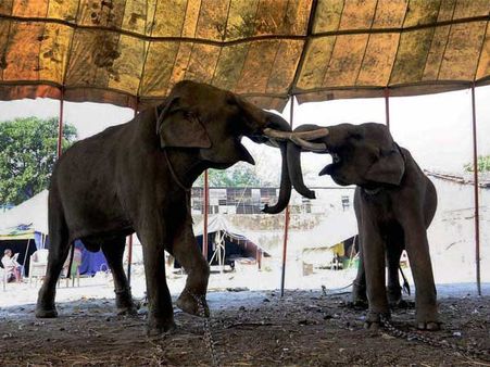  હાથી અંગેની રસપ્રદ વાતો