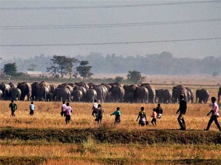  હાથી અંગેની રસપ્રદ વાતો