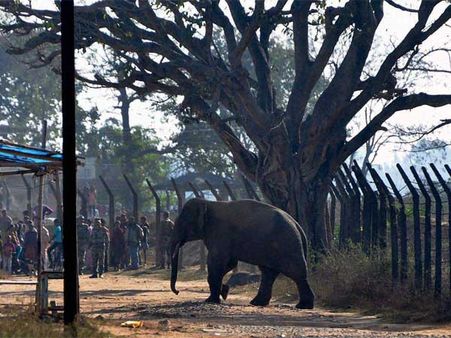  હાથી અંગેની રસપ્રદ વાતો