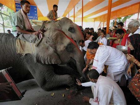  હાથી અંગેની રસપ્રદ વાતો