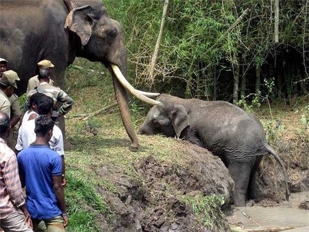  હાથી અંગેની રસપ્રદ વાતો