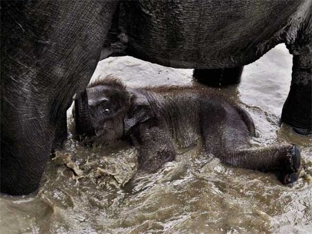  હાથી અંગેની રસપ્રદ વાતો