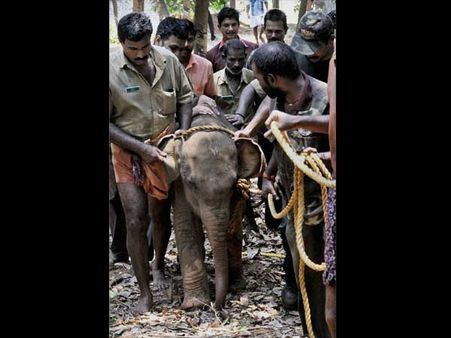  હાથી અંગેની રસપ્રદ વાતો