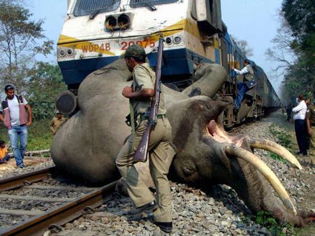  હાથી અંગેની રસપ્રદ વાતો