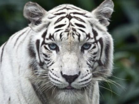 તો આ છે સફેદ બંગાળ ટાઇગરના અનોખા રંગનું કારણ