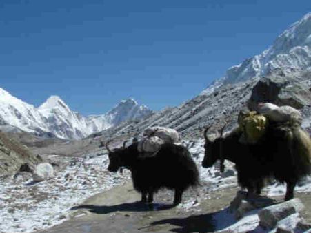 હવે એવરેસ્ટ પર પણ વધી રહેલી ભીડથી સર્જાય છે જામ