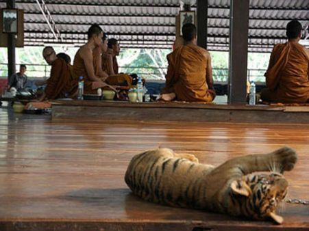 વિવાદો વચ્ચે પણ લોકપ્રિય છે આ ટાઇગર ટેમ્પલ