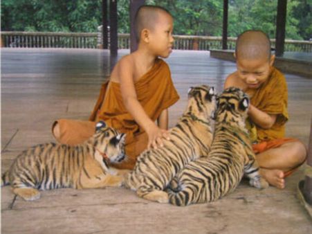 વિવાદો વચ્ચે પણ લોકપ્રિય છે આ ટાઇગર ટેમ્પલ