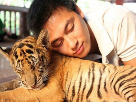 વિવાદો વચ્ચે પણ લોકપ્રિય છે આ ટાઇગર ટેમ્પલ