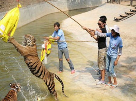 વિવાદો વચ્ચે પણ લોકપ્રિય છે આ ટાઇગર ટેમ્પલ