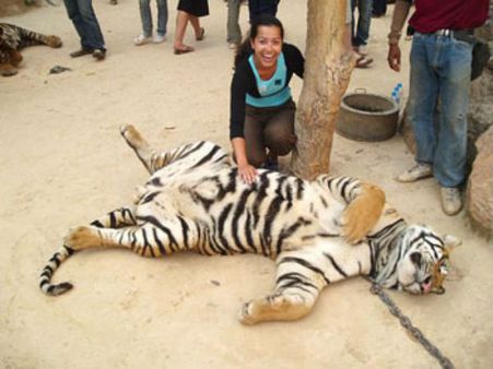 વિવાદો વચ્ચે પણ લોકપ્રિય છે આ ટાઇગર ટેમ્પલ